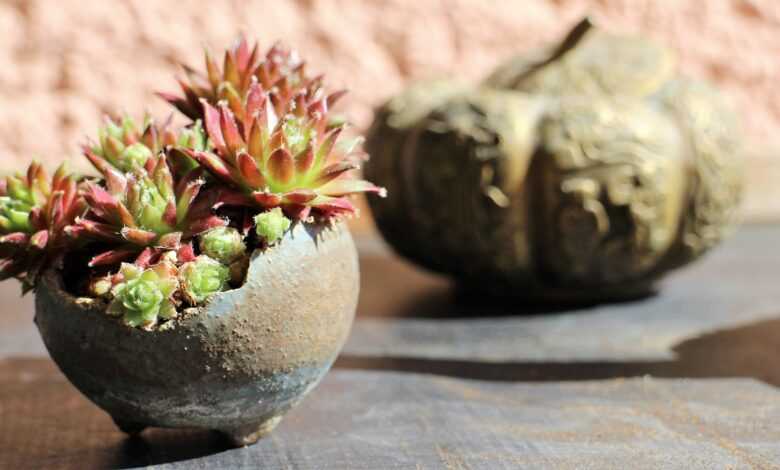 bonsai, kusamono, principal investigator, accent plant, houseleek, small, plant, nature