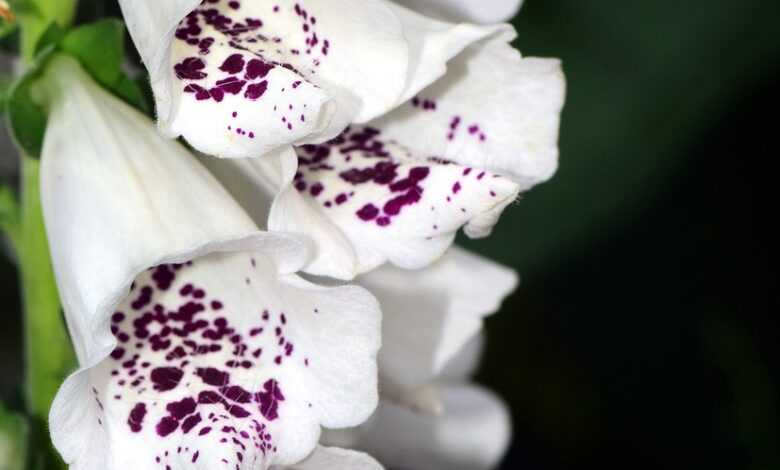 thimble, white, flower background