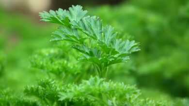 parsley, seasoning, salad