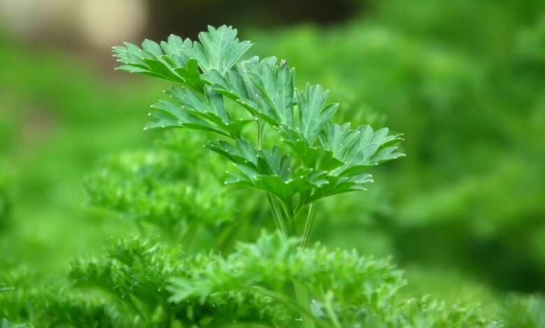 parsley, seasoning, salad