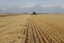 field, farming, agro, argentina, necochea, agro, agro, agro, agro, agro