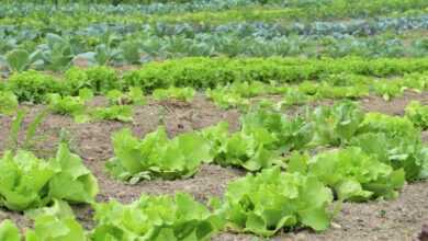 salad, herbs, vegetables