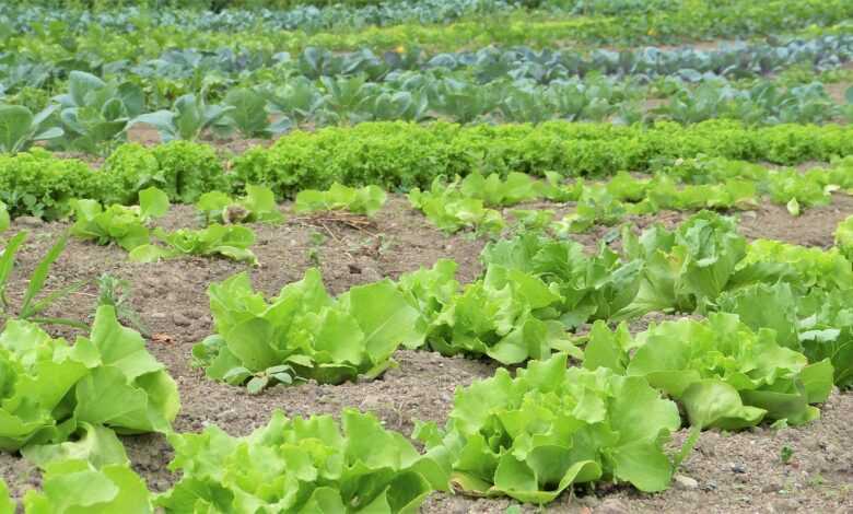 salad, herbs, vegetables