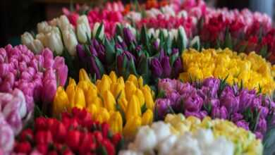 Close-up of Multi Colored Tulips