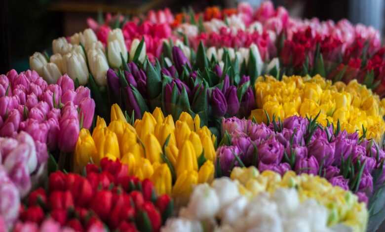 Close-up of Multi Colored Tulips