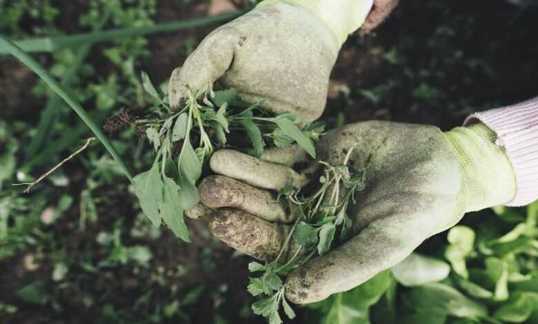 gardening, nature, agriculture