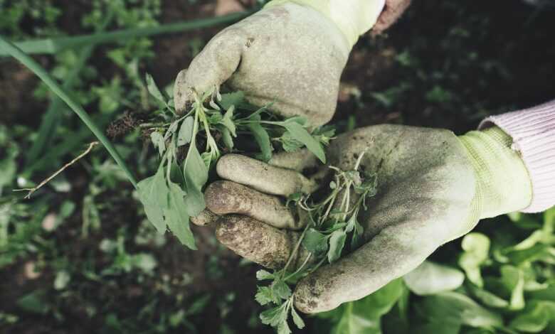gardening, agriculture, grass, plant, field, farm, farmer, harvest, weed, hands, work gloves, gloves, garden, care, outdoors, gardening, gardening, gardening, gardening, gardening, nature, farmer
