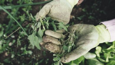 gardening, agriculture, grass, plant, field, nature, farm, farmer, harvest, weed, hands, work gloves, gloves, garden, care, outdoors