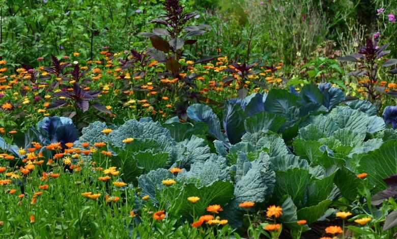 white cabbage, garden, vegetable growing