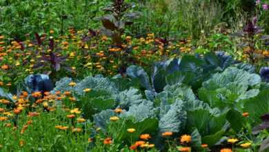 white cabbage, garden, vegetable growing