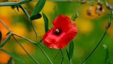 poppy, garden, garden poppies