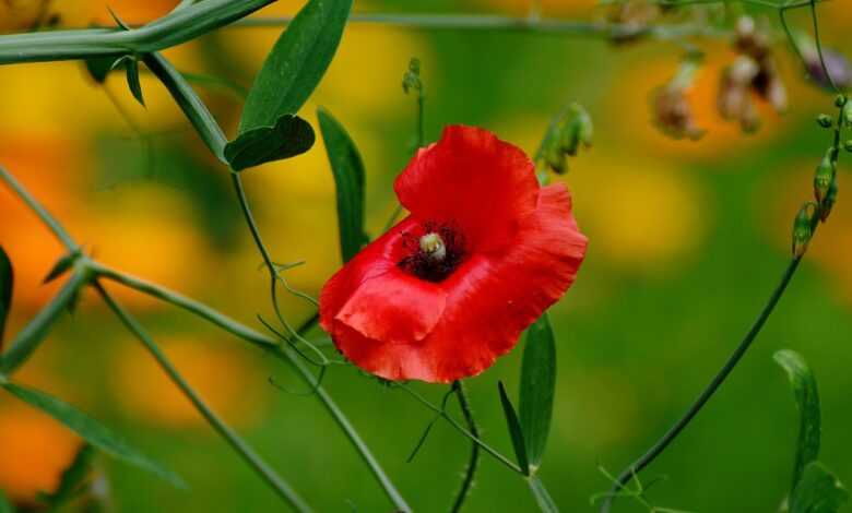 poppy, garden, garden poppies