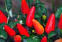 red, pepper, vegetables, red peppers, food, nature, spicy, spice, hot, hot pepper, plant, chili