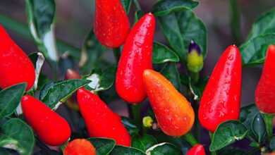 red, pepper, vegetables, red peppers, food, nature, spicy, spice, hot, hot pepper, plant, chili