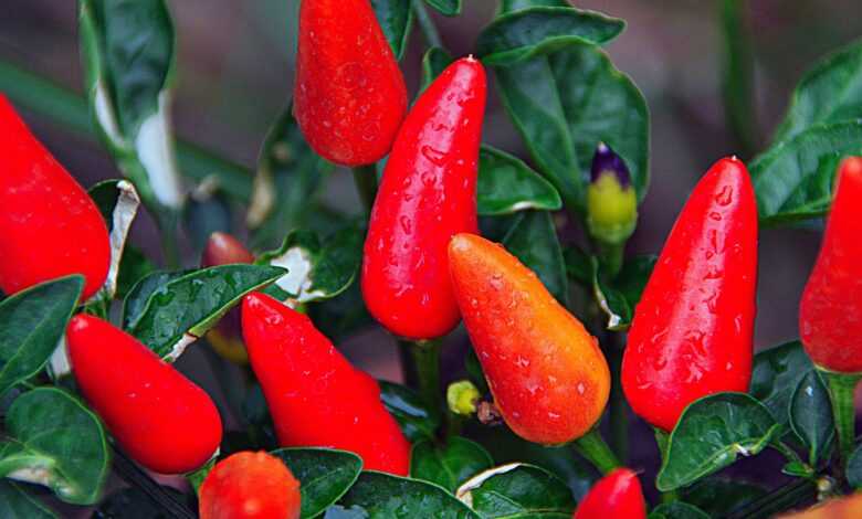 red, pepper, vegetables, red peppers, food, nature, spicy, spice, hot, hot pepper, plant, chili