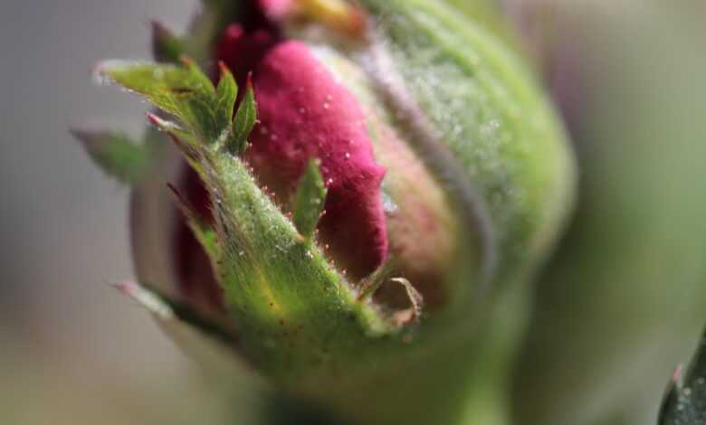 bud, to, closed, nature, rose flower, rose, spring, smart, close up, detail, vulnerable, vulnerable, vulnerable, vulnerable, vulnerable, vulnerable