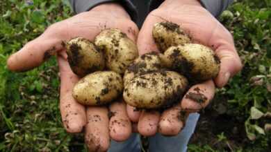 potatoes, harvest, food