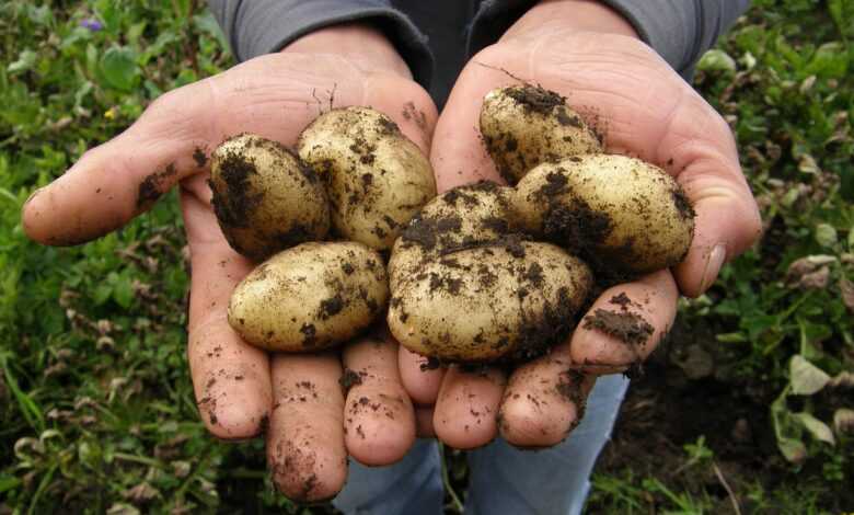 potatoes, harvest, food