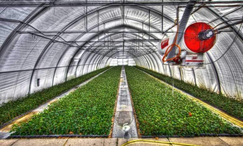 greenhouse, slide tunnel, crops