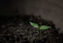 plant, sprout, botany, soil, growth, nature, earth, leaves