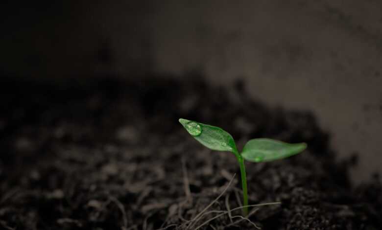 plant, sprout, botany, soil, growth, nature, earth, leaves