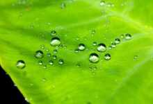 droplets, water, leaf, pattern, macro, nature, waterproof, waterproof, waterproof, waterproof, waterproof, waterproof