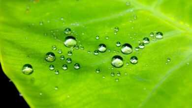 droplets, water, leaf, pattern, macro, nature, waterproof, waterproof, waterproof, waterproof, waterproof, waterproof
