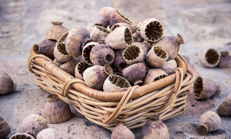 poppyseed, poppy, seed, nature, plant, garden, cover, half, floral, natural, decoration, dry, poppy-capsules, poppy capsules, poppy seeds, many, basket