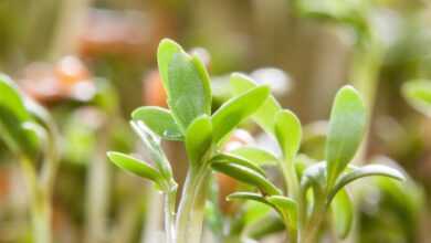 cress, seedling, plants