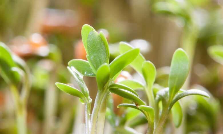 cress, seedling, plants