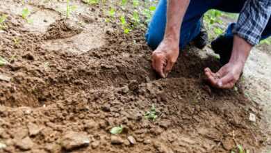 soil, land, environment