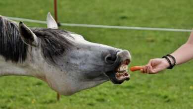 mould, horse, love for animals