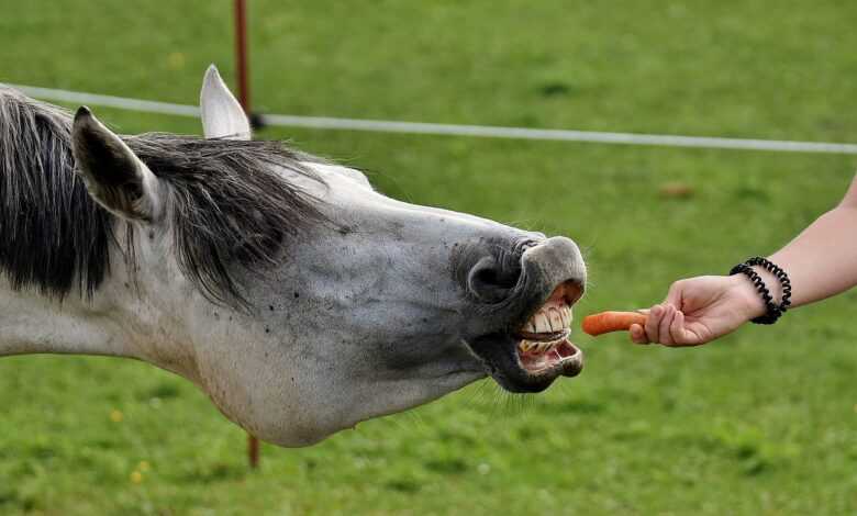 mould, horse, love for animals