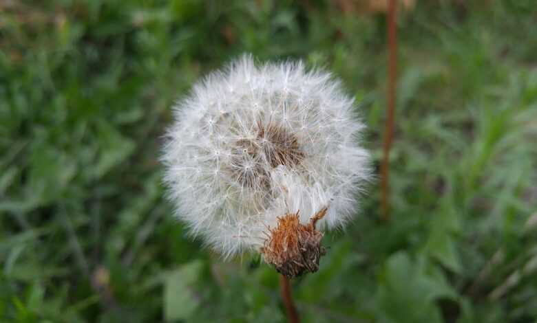 tsvit, kulbaby, beauty