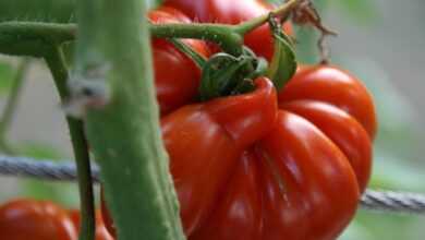 tomato, red, old variety