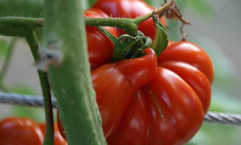 tomato, red, old variety