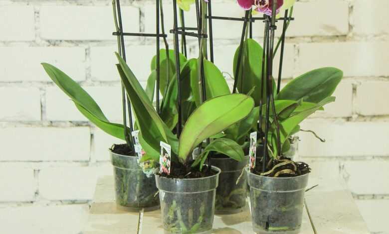 flowers, plant, orchid