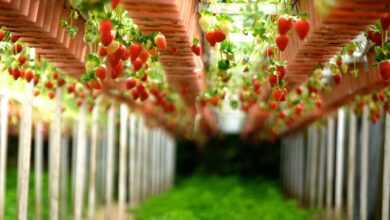 strawberry, farms, gardens