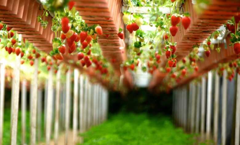 strawberry, farms, gardens