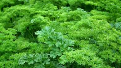 parsley, leaves, nature, green, herbs, green herbs, green leaves, parsley leaves, seasoning, greens, food, vegetable garden, harvest