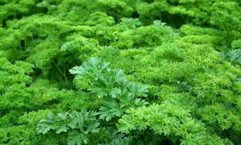 parsley, leaves, nature, green, herbs, green herbs, green leaves, parsley leaves, seasoning, greens, food, vegetable garden, harvest