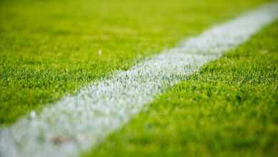 grass, lawn, field, sports, nature, soccer, football, green grass, green football, green sports, green field