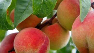 peach, fruit, peach tree, nature, bio, tree, meal, peaches, food, ripe, nourishment, orchard