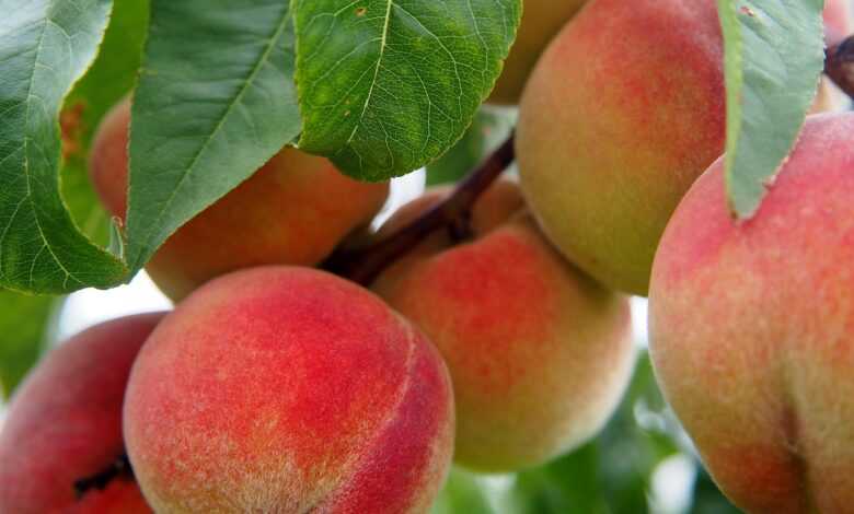 peach, fruit, peach tree, nature, bio, tree, meal, peaches, food, ripe, nourishment, orchard