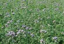 blue phacelia, plants, flower wallpaper, nature, honey, flowers, beautiful flowers, plant, wild flowers, the cultivation of, flora, bee, green, food, flower background, honey plant, fertilizer green, fertilizer, field