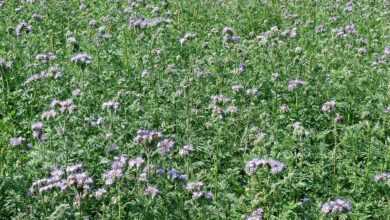 blue phacelia, plants, flower wallpaper, nature, honey, flowers, beautiful flowers, plant, wild flowers, the cultivation of, flora, bee, green, food, flower background, honey plant, fertilizer green, fertilizer, field