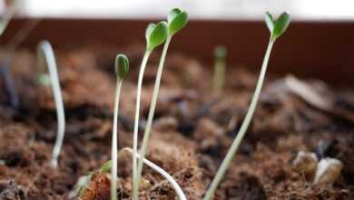 sprouts, plants, seedling