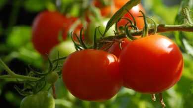 tomato, growth, food