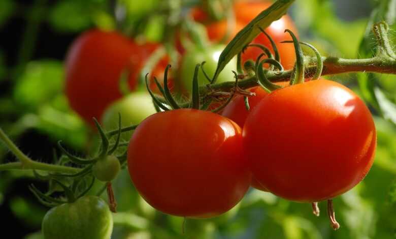 tomato, growth, food, vegetables, vegetable growing, garden, fruit stand, panicle, healthy, vegetable garden, nature, vegetable plant, home garden