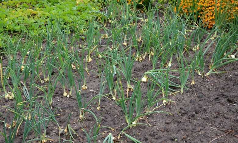 onion, fields, field, onion field, harvest, row, cultivation, leek, earth, floor, rural, farmer, vegetable garden, harvest time, agricultural, onion field, onion field, onion field, onion field, onion field